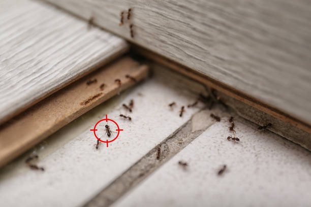 Best Cockroach Control Services  in Glenville, WV